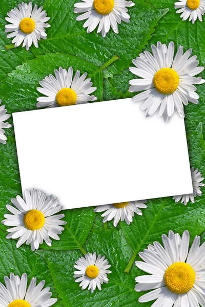 Floraler Hintergrund mit Platz für Text — Stockfoto