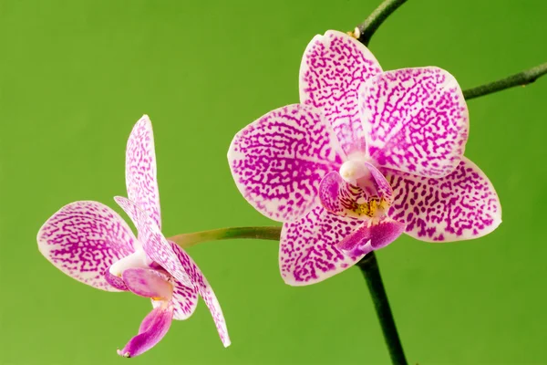 Блум фиолетовая орхидея — стоковое фото