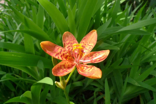 Πορτοκαλί λουλούδι επισκόπηση — Φωτογραφία Αρχείου