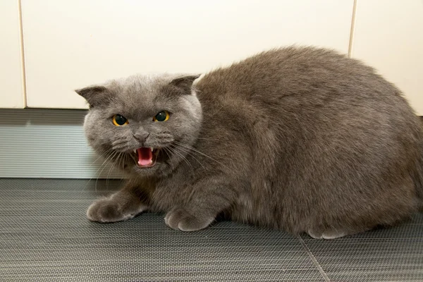 Bardzo dziki kot zdziwiony — Zdjęcie stockowe