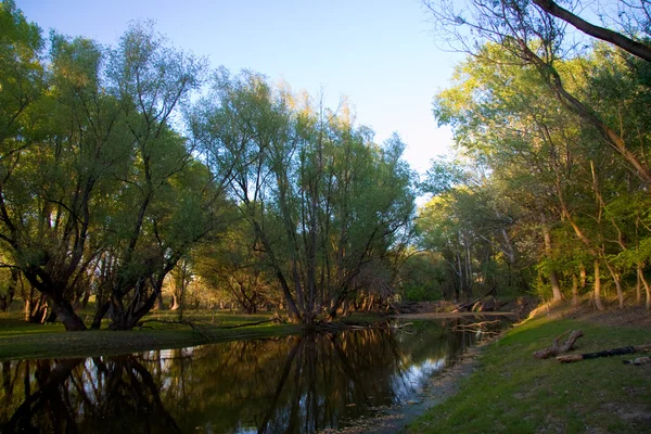 stock image River in forest