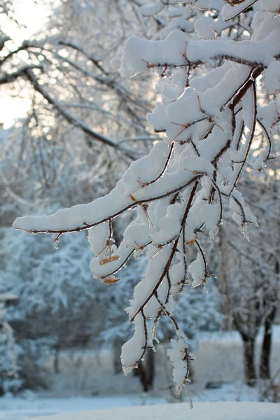 Ramos de árvore na neve — Fotografia de Stock
