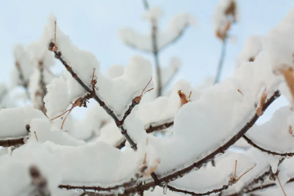 Branches of tree in snow — Stock Photo, Image