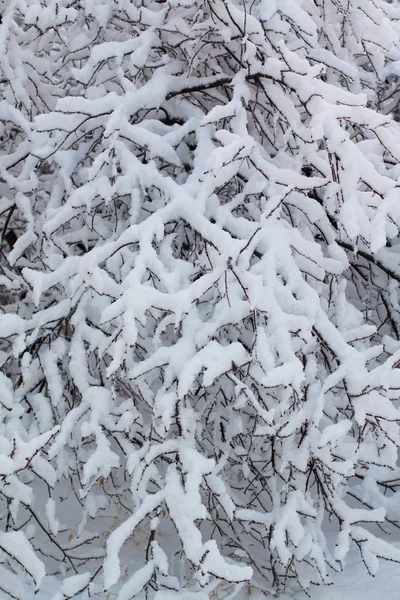 Ramos de árvore na neve — Fotografia de Stock