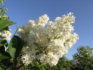 Beyaz leylak dalı