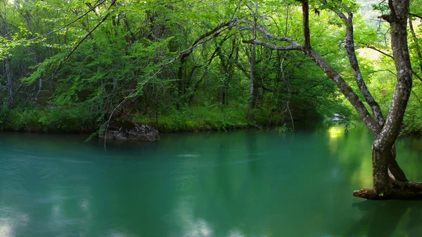 Летняя река — стоковое фото