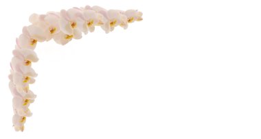 Branch of orchids clipart