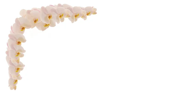 stock image Branch of orchids