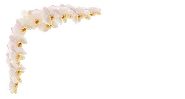 Stock image Branch of orchids