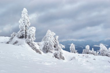 karpaty dağların donmuş ağaçlarda.