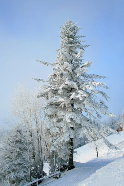山雪盖的杉木树 — 图库照片