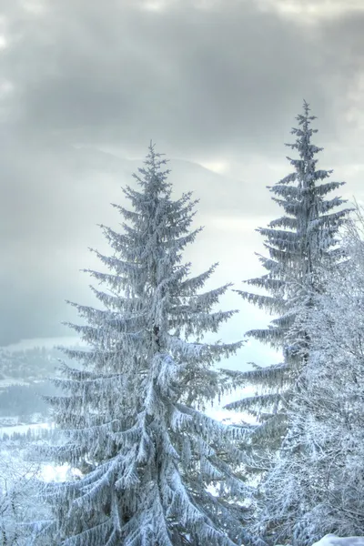 Śniegiem pokryte jodły w górach — Zdjęcie stockowe