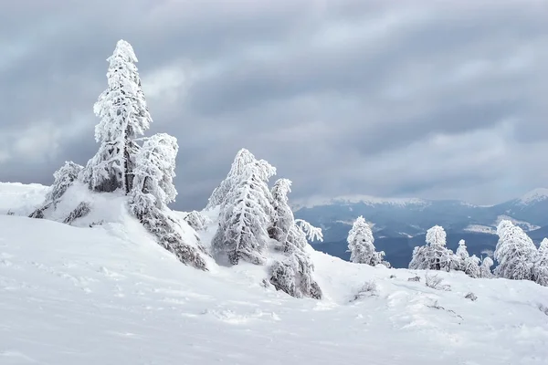 Замерзшие деревья на Карпатах . — стоковое фото