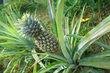 Ananas.