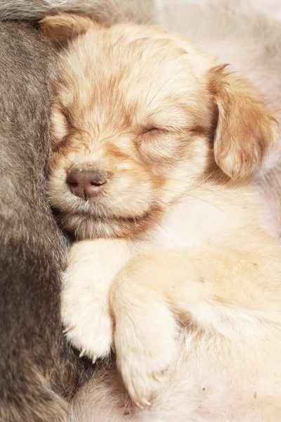 Bonito cachorro está dormindo — Fotografia de Stock