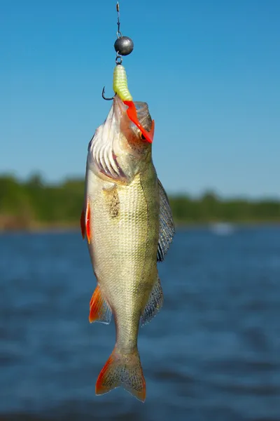Poleiro excelente pesca — Fotografia de Stock