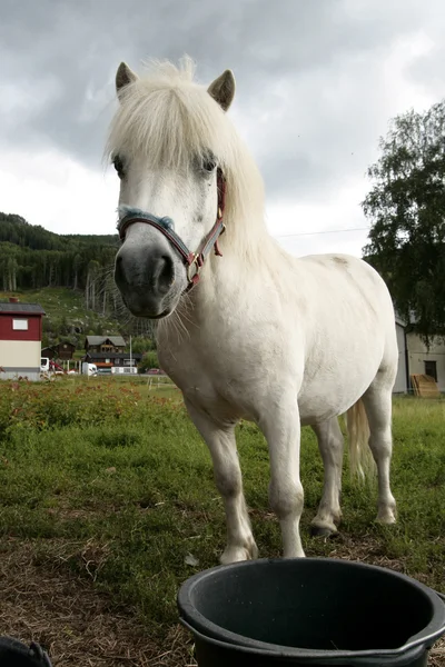 Bílý kůň Stock Fotografie