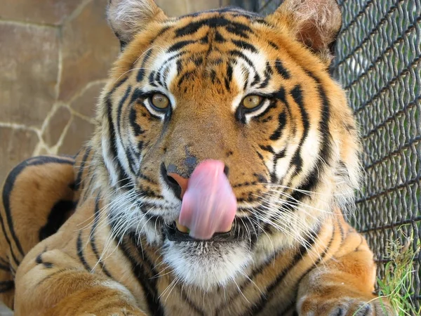 Tiger leckt sich selbst — Stockfoto