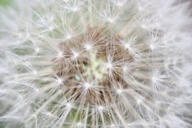 Dandelion close-up clipart