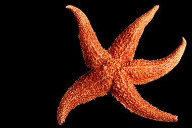 Starfish clipart