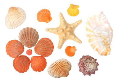 Seashells clipart