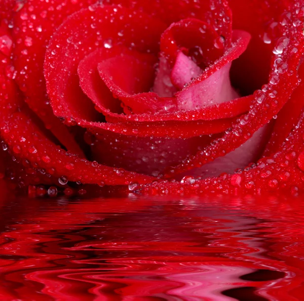 Rosa na água — Fotografia de Stock