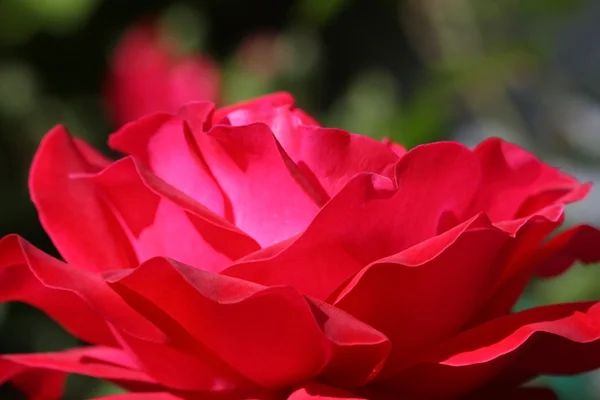 Rosa close-up — Fotografia de Stock