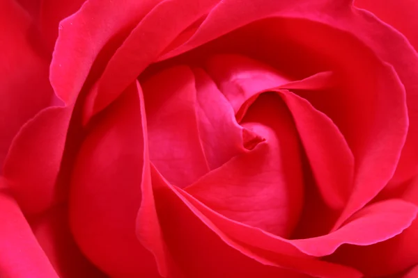 Rose close-up — Stockfoto