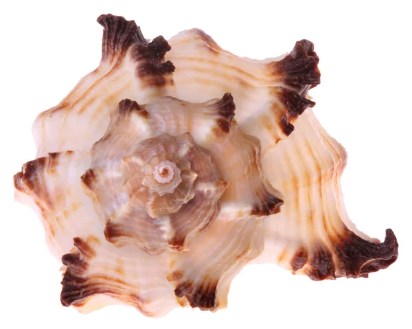 Seashell aislado —  Fotos de Stock