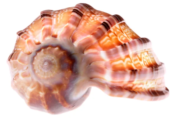 分離した貝殻 — ストック写真