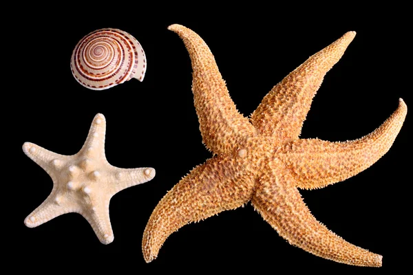 Starfishes와 조개 — 스톡 사진