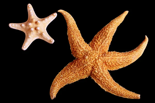 두 starfishes — 스톡 사진