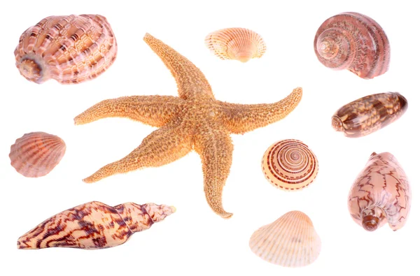 Морские ракушки и морские звезды — стоковое фото