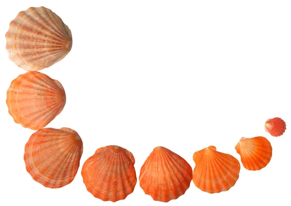 Marco de conchas marinas — Foto de Stock
