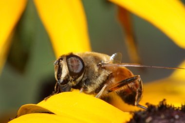 Hoverfly