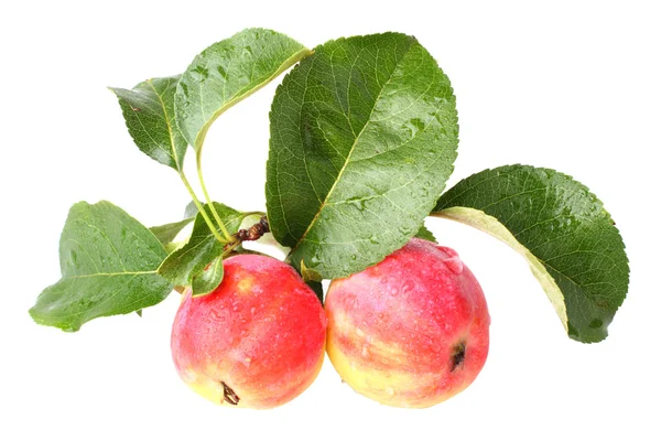 파라다이스 사과 절연 — 스톡 사진