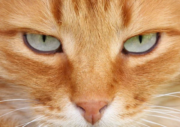고양이 눈 — 스톡 사진
