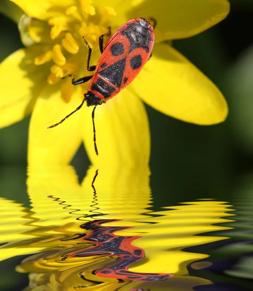 Escarabajo soldado por el agua — Foto de Stock