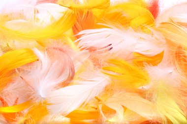 Colored feathers clipart