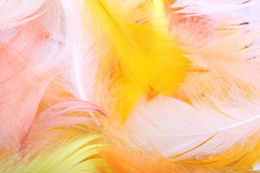 Colored feathers clipart