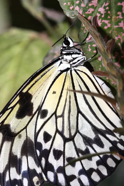 熱帯の蝶 (オオゴマダラ) — ストック写真