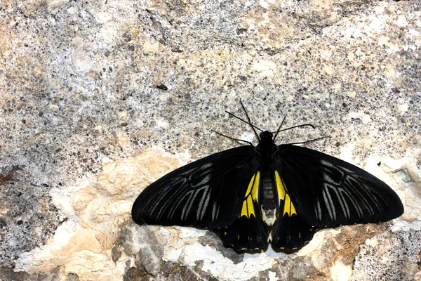 Motyl na ścianie — Zdjęcie stockowe