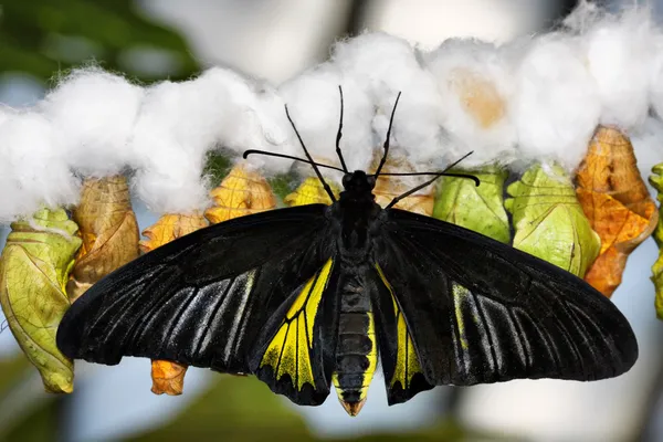 Schmetterling und Kokons — Stockfoto