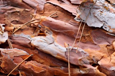 Old pine bark clipart