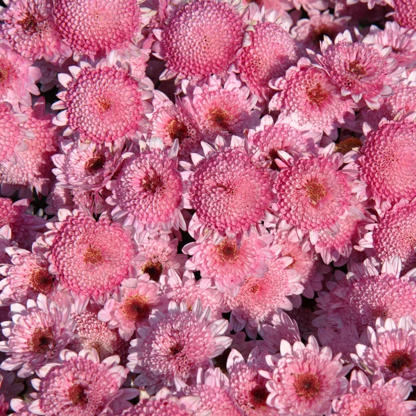 Chrysanthemum background — Stock Photo, Image