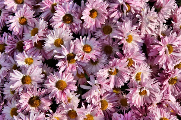 Stock image Chrysanthemum background