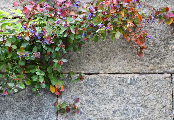 Mur de pierre avec des fleurs — Photo