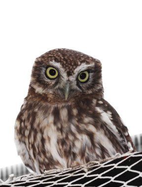 Little owl clipart