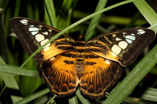 Tropical butterfly (Parthenos silvia) — Stock Photo, Image
