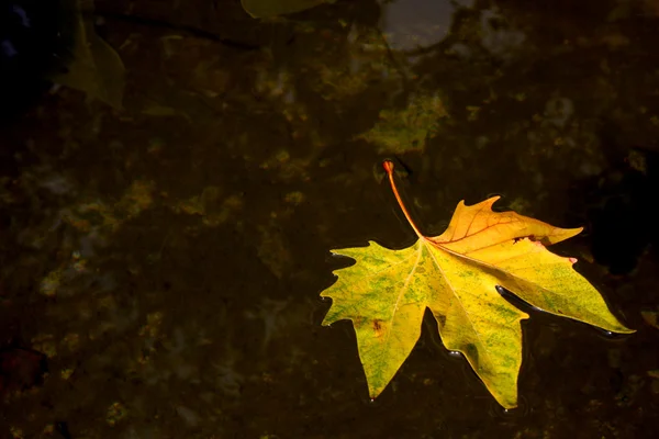 Podzimní pozadí — Stock fotografie